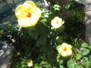 IMG_0738